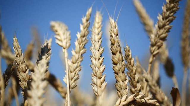 干旱致澳洲东部农作物产量下降，专家警告食品价格将飙升