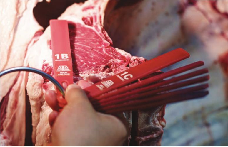 中国红肉需求激增 澳洲羊肉卖到破纪录 牧民赚翻了