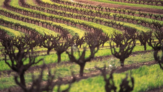 糟糕天气导致十年最低收成，巴罗莎高端葡萄酒供应将受影响