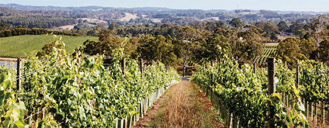 澳洲葡萄酒出口实现可持续增长，对华出口激增巩固市场份额