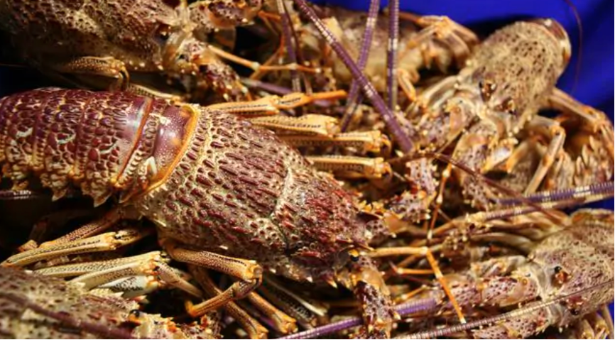 中国市场关闭导致澳洲龙虾批发价格暴跌
