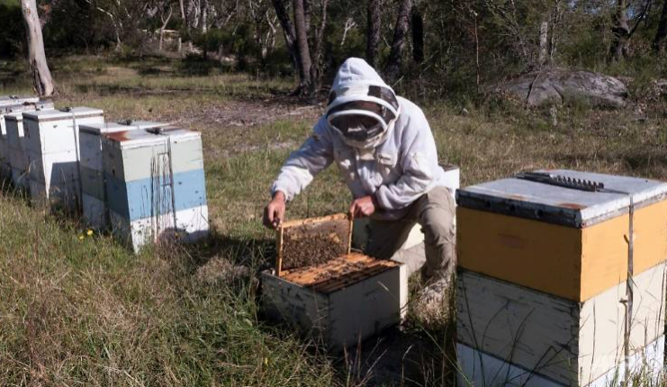 Manuka蜂蜜商标使用权争端，澳新政府态度迥异   
